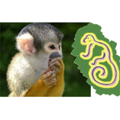 Affen und Vogelpark